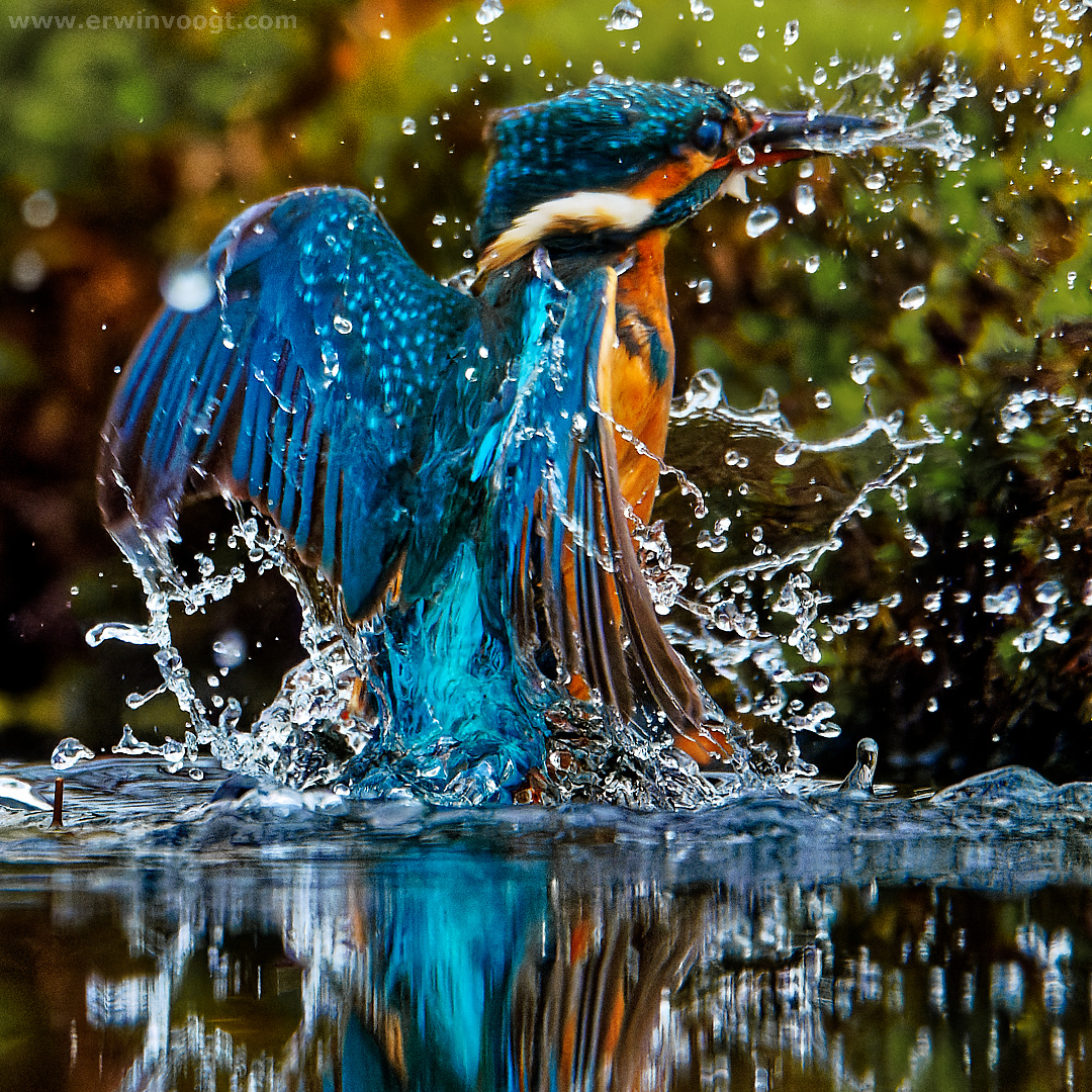 Photography by Erwin Voogt