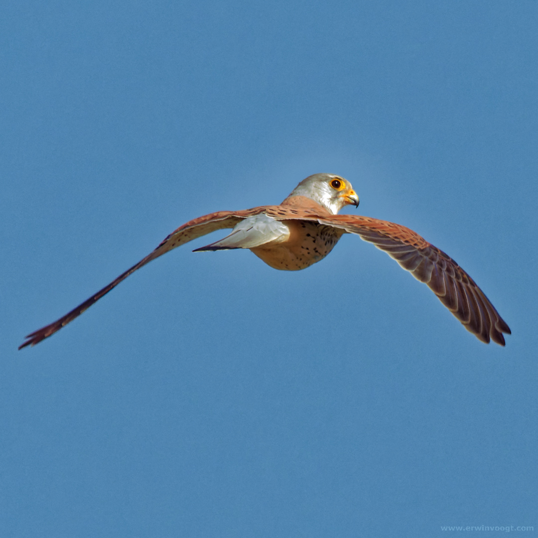 Photography by Erwin Voogt